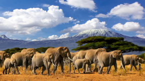 Tansania Kilimandscharo Elefanten Foto iStock 104 Kelly.jpg
